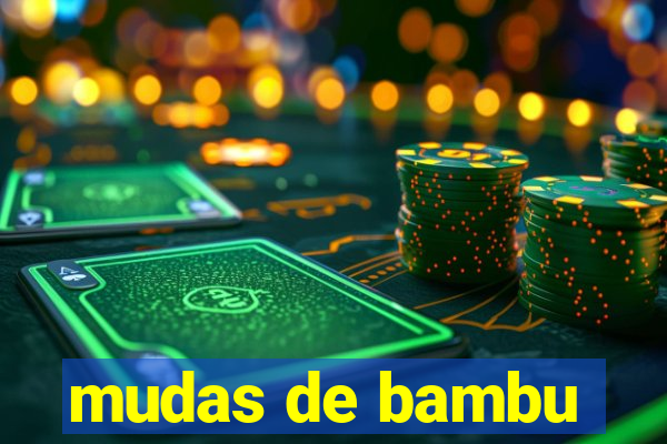 mudas de bambu